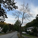 Public Trees at 51 Woodcliff Rd, Chestnut Hill