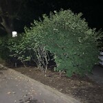 Public Trees at 34 Emerson St