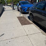 Public Trees at 24 Harvard St