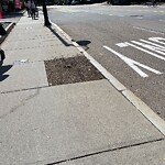 Public Trees at 137 Harvard St