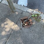 Sidewalk Repair at 294 Walnut St