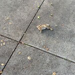 Dead Animals at 552 Washington St