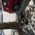 Trash/Recycling at 785 Washington St