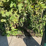 Public Trees at 599 Brookline Ave