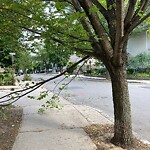 Public Trees at 237 Freeman St