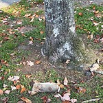 Dead Animals at Emerald Necklace Trail