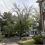 Public Trees at 212 Winchester St