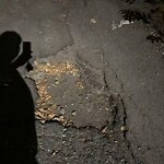 Pothole at 3–41 St Marys Ct, 布鲁克莱恩