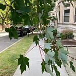 Public Trees at 42.35 N 71.12 W