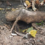 Rodent Issues at Knyvet Square, St. Paul St And Amory St, Brookline 02445
