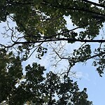 Public Trees at 346 Newton St, Chestnut Hill