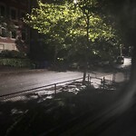 Public Trees at 40 Claflin Rd