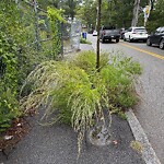 Sidewalk Obstruction at 101–141 Reservoir Rd, Chestnut Hill