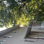 Public Trees at 230 Freeman St, Brookline 02446