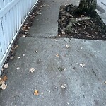 Sidewalk Repair at 110 Chestnut St Sidewalk Repair at 110 Chestnut St