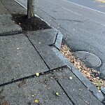 Sidewalk Repair at 102 Harvard St Sidewalk Repair at 102 Harvard St