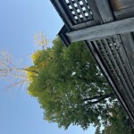 Public Trees at 230 Freeman St, Brookline 02446