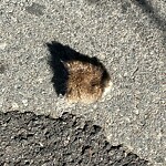 Dead Animals at 1354 Beacon St