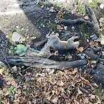 Dead Animals at Lawton Playground, Brookline 02446
