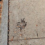 Dead Animals at 81 Franklin St