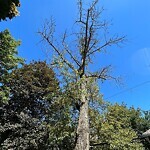 Public Trees at 210 Mason Terr