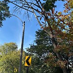 Public Trees at 445–469 Walnut St