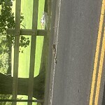 Dead Animals at 50 Amory St, Brookline 02446