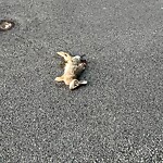 Dead Animals at 210 Summit Ave