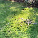 Rodent Issues at 42.34 N 71.13 W