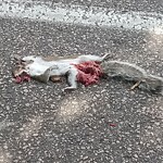 Dead Animals at 20 Chapel St