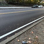 Dead Animals at 42.33 N 71.12 W