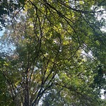 Public Trees at 182 Babcock St