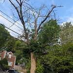 Public Trees at 31 Jordan Rd