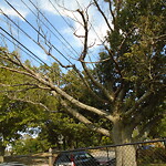 Public Trees at Corey Hill Park, Summit Ave, Brookline 02445