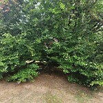 Public Trees at 339 Kent St