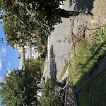 Public Trees at 120 Columbia St, Brookline 02446
