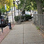 Public Trees at Brookline Village