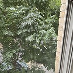 Public Trees at 14 Browne St