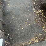 Sidewalk Repair at 130 Harvard St