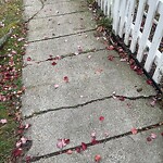 Sidewalk Repair at 78 Brington Rd