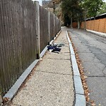 Trash/Recycling at 41 Centre St