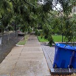 Public Trees at 70 Verndale St