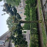 Public Trees at 37 Kilsyth Rd