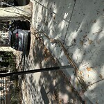 Public Trees at 1–23 Beals St, Brookline 02446