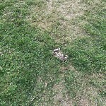 Dead Animals at 100 Fisher Ave