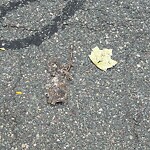 Dead Animals at 42.34 N 71.11 W