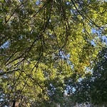 Public Trees at 182 Babcock St