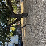 Public Trees at Longwood Playground, 27 Francis St, Brookline 02446