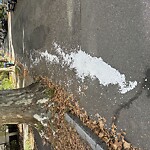 Trash/Recycling at 10 Beals St