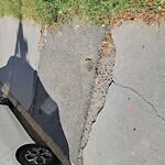 Sidewalk Repair at 201 Boylston St, Brookline 02445